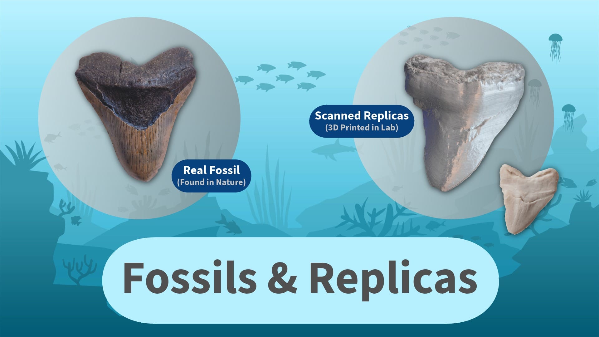 Visuals of a real fossil and a replica of a fossil, printed on a 3D printer